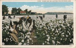 A Busy Day in a Cotton Field in Dixie Land Black Americana Postcard Postcard Postcard