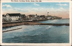 The Beach Looking North Postcard