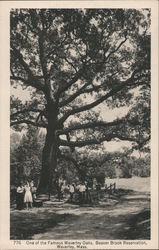 One of the Famous Wverley Oaks, Beaver Brook Reservation Waverley, MA Postcard Postcard Postcard