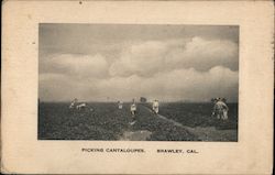 Picking Cantaloupes Brawley, CA Postcard Postcard Postcard