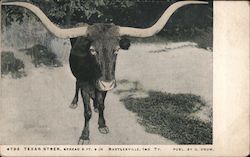 Texas Steer Spread, 8 Ft. 3 Inc. Cows & Cattle Postcard Postcard Postcard