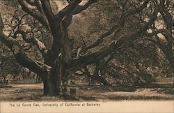 The Le Conte Oak, University of California at Berkeley Postcard