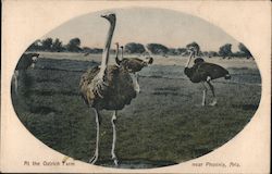 At The Ostrich Farm Postcard