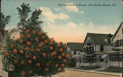 Hibiscus Tree in Bloom, 1th Street Postcard