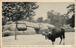 The Seladang, Asiatic Oxen, at Home in the Zoo St. Louis, MO Postcard Postcard Postcard