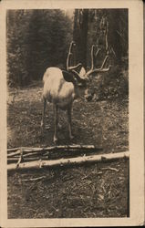 White Tail Deer 8 Point Buck Original Photograph Original Photograph Original Photograph