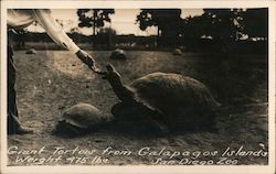 Giant Tortois From Galapagos Islands Weight 475 lbs San Diego Zoo Postcard