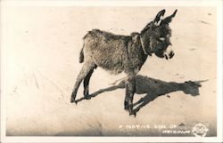 Native Son of Arizona Donkeys Postcard Postcard Postcard