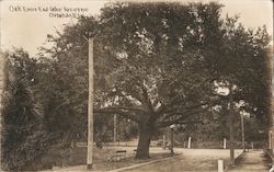 Oak at East End of Lake Lucerne Postcard