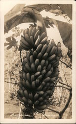 Bunch of Bananas, Hawaii Postcard