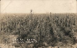 York County Corn, Hailed August 8, 1917 Nebraska Postcard Postcard Postcard