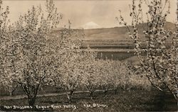 Pear Blossoms, Rogue River Valley Oregon Postcard Postcard Postcard