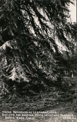 Lebanon Cedar Branches Over Resting Place of Luther Burbank Santa Rosa, CA Postcard Postcard Postcard