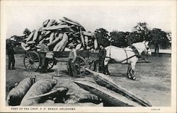 Wagon of Giant Peas - Frank Phillips Ranch Postcard