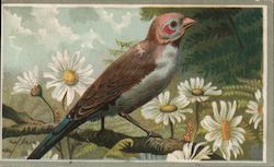 Balsam of Wintergreen: Lithograph of Bird Trade Cards Trade Card Trade Card Trade Card