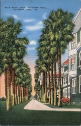 Palm Walk, Great Southern Hotel Postcard