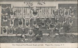 Deer Heads and Feet Mounted, Bought and Sold, Wiggins Bros. Postcard