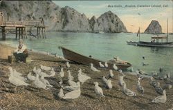 Sea Gulls, Avalon Postcard