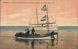 Bringing in a Record Catch of Black Sea Bass, Avalon Postcard