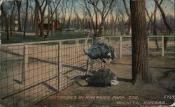 Ostriches In Riverside Park Zoo Wichita, KS Postcard Postcard Postcard