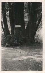 YMCA Sign on Redwood Tree California Postcard Postcard Postcard