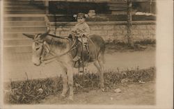 Pig-Tailed Girl sitting on Burro Donkeys Postcard Postcard Postcard