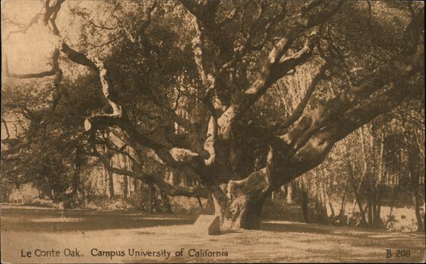 Le Conte Oak, Campus University of California Berkeley, CA Postcard