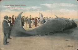 Huge Whale Washed Ashore Postcard Postcard Postcard