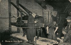 Shoeing the Oxen, Seattle, 1906 Postcard