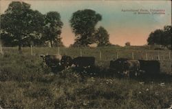 Agricultural Farm, University of Missouri Postcard