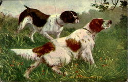 Setter And Pointer Postcard