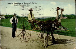 Team Of Ostriches At Cawston's Farm Postcard