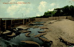 Alligator Joe's Farm Palm Beach, FL Postcard Postcard