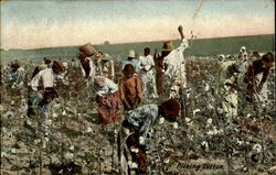 Picking Cotton Postcard