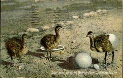 Just Arrived At The Ostrich Farm Postcard