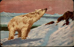 Polar Bear Bears Postcard Postcard