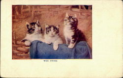 Wide Awake Cats Postcard Postcard