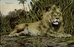 The Lion Postcard