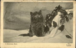 A Christmas Rose Cats Postcard Postcard