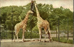 Giraffes, New York Zoological Park Postcard Postcard