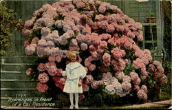 Hydranges In Front Of A Cal. Residence Flowers Postcard Postcard