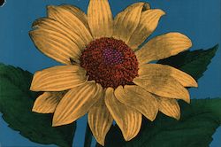 Fleur Post 7 - Sunflower Pop Art Postcard Postcard Postcard