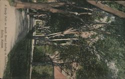 A Shady Path on South Street Leading to Oakdale Park Postcard