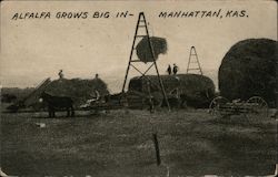 Alfalfa Grows Big Manhattan, KS Postcard Postcard Postcard