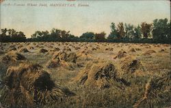 Kansas Wheat Field Manhatten, KS Postcard Postcard Postcard