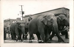 Circus Elephants on Mahoning Ave Postcard