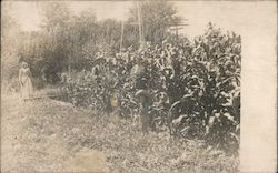 Family in a Corn Field Postcard