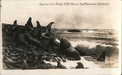 Seals on seal Rocks, Cliff House Postcard