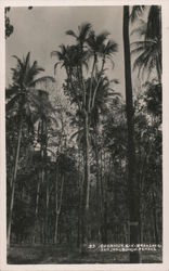 Coconut Trees Postcard