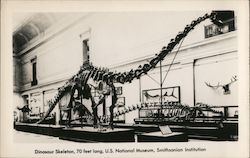 Dinosaur Skeleton, 70 Feet Long, Smithsonian Institution Washington, DC Washington DC Postcard Postcard Postcard